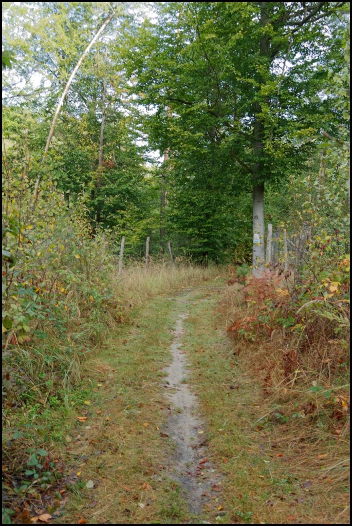 W drodze żółtym szlakiem