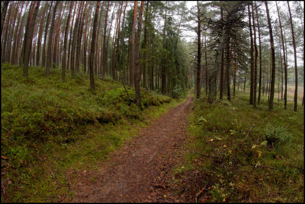 Szlak na Januszkową Górę