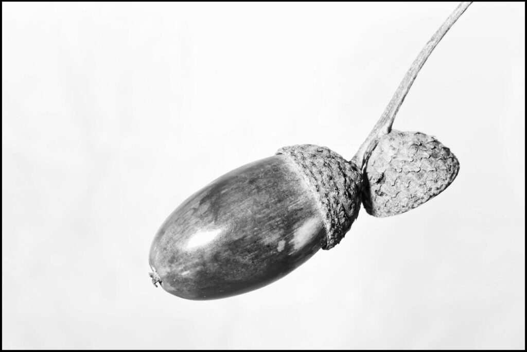 Nie ma nudy czyli zdjęcie żołędzia, B&W