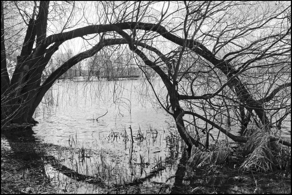 rosnące nad brzegiem drzewo - zaobserwowane w czasie spaceru wokół stawu