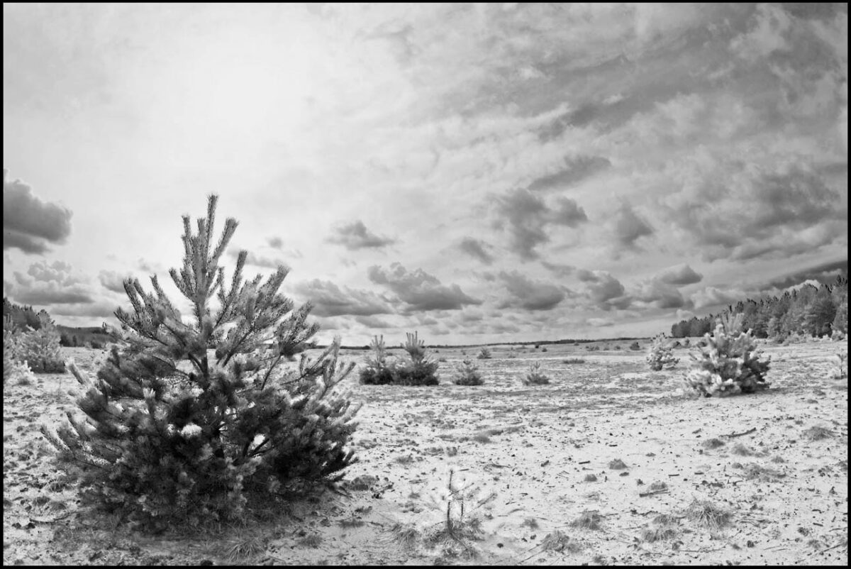 Pustynia Błędowska