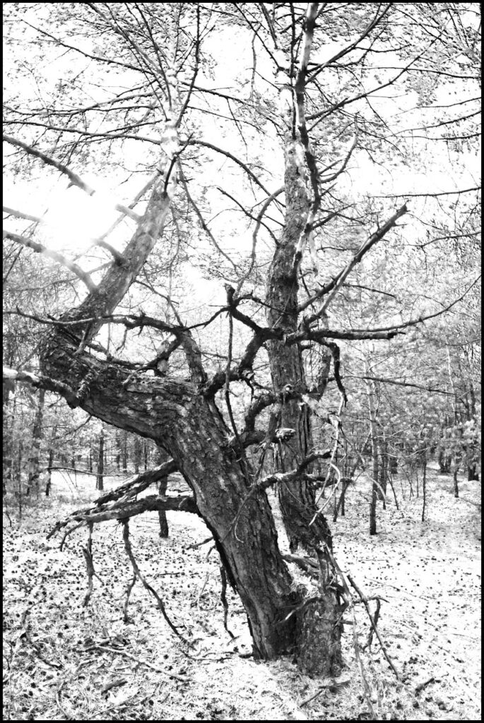 Po prostu - drzewo, niedaleko którego płynie Biała Przemsza