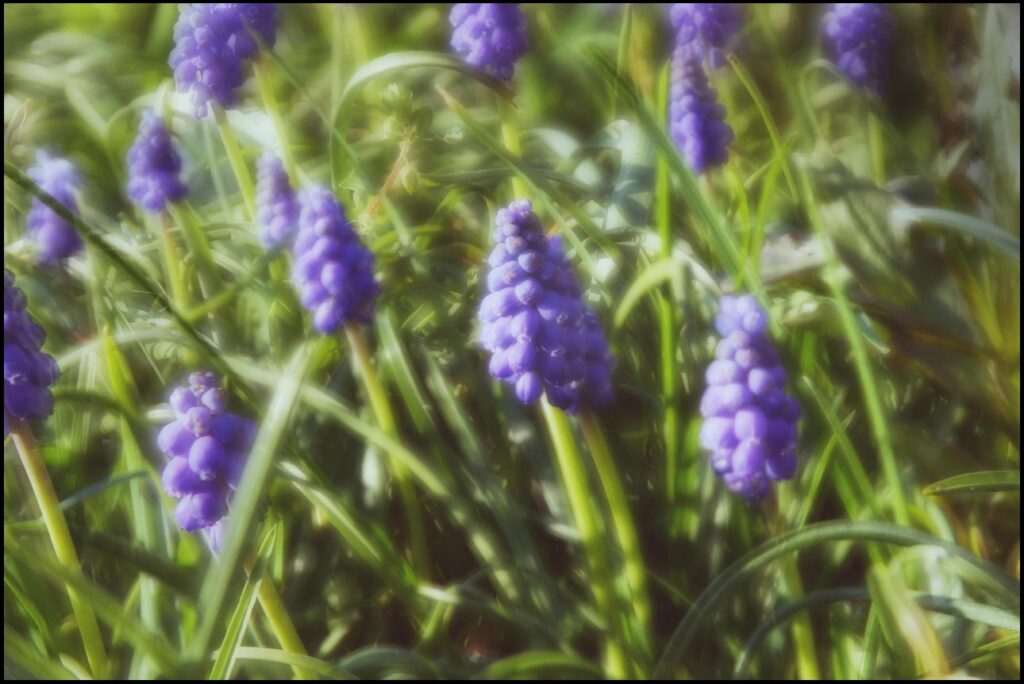 Efekt nieostrości jest w całości zaplanowany