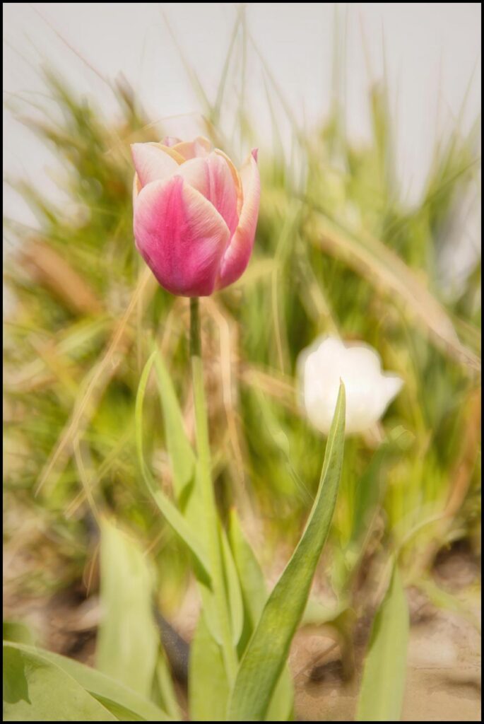 Tutaj zastosowałem tylko dwa plany