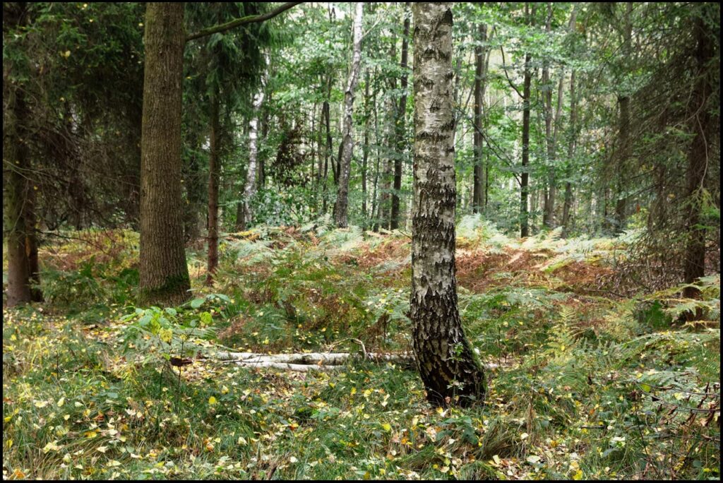 drzewo wyraźnie odcina się od reszty lasu