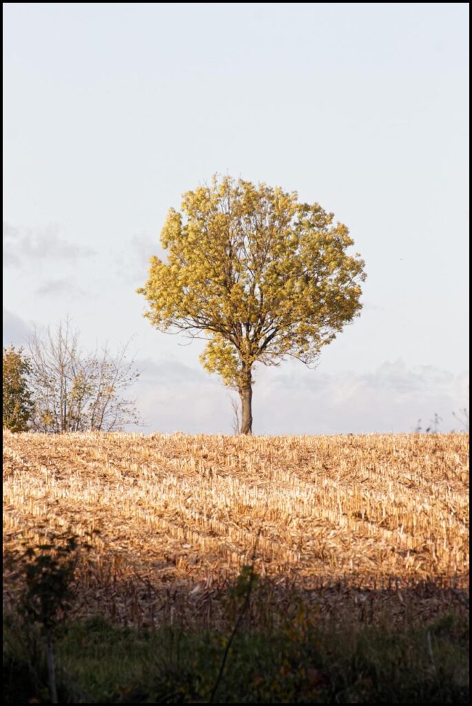 drzewo, chyba najlepsze zdjęcie
