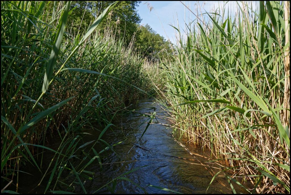 Przemsza - trzcinowisko