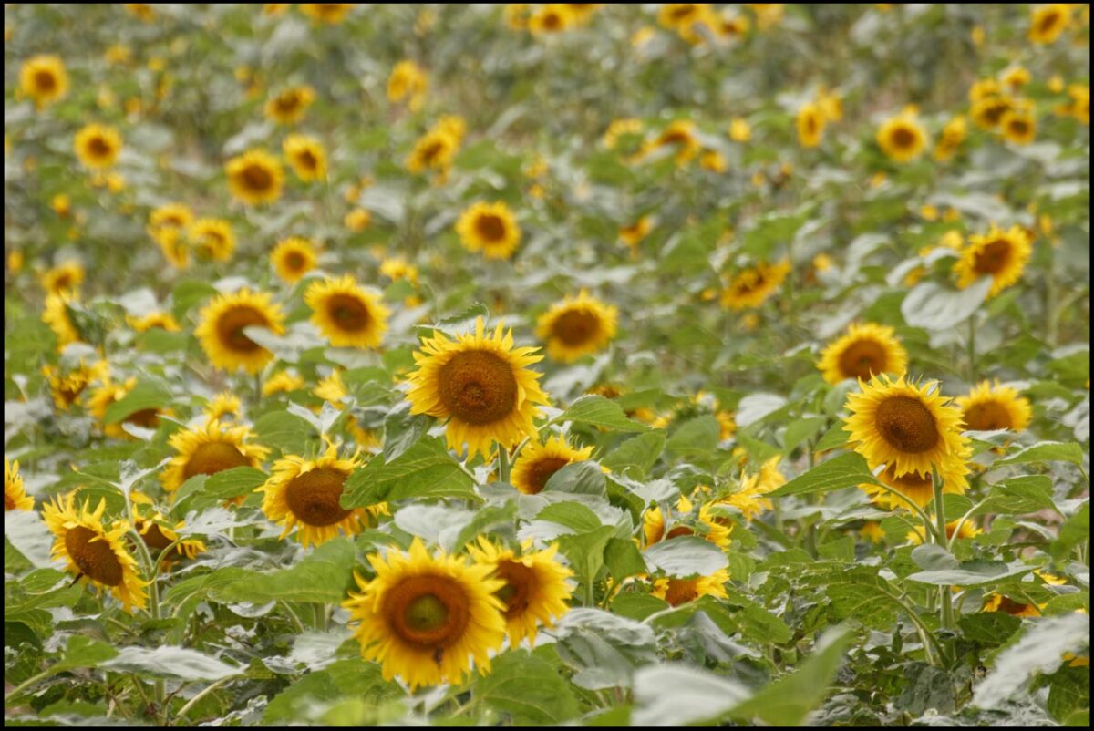 w polu słoneczników