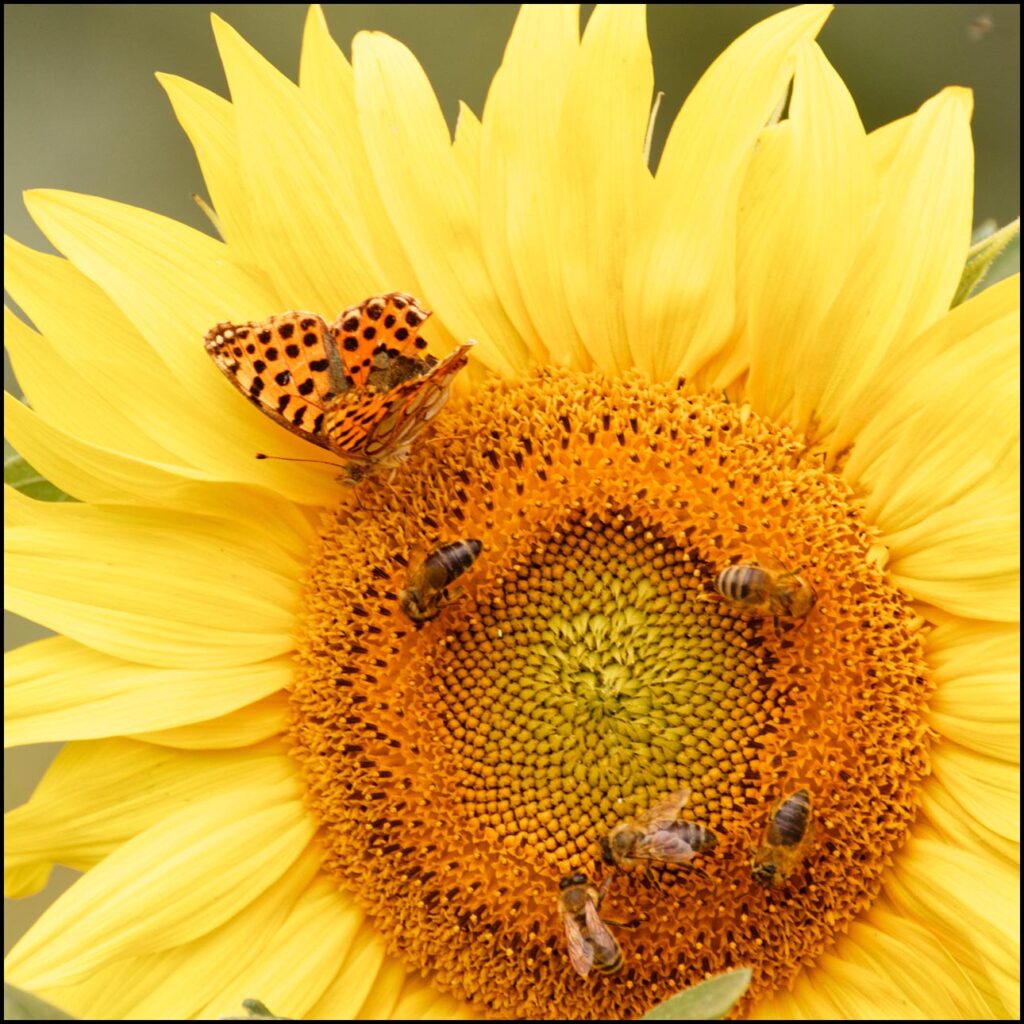 Coworkers - w polu słoneczników