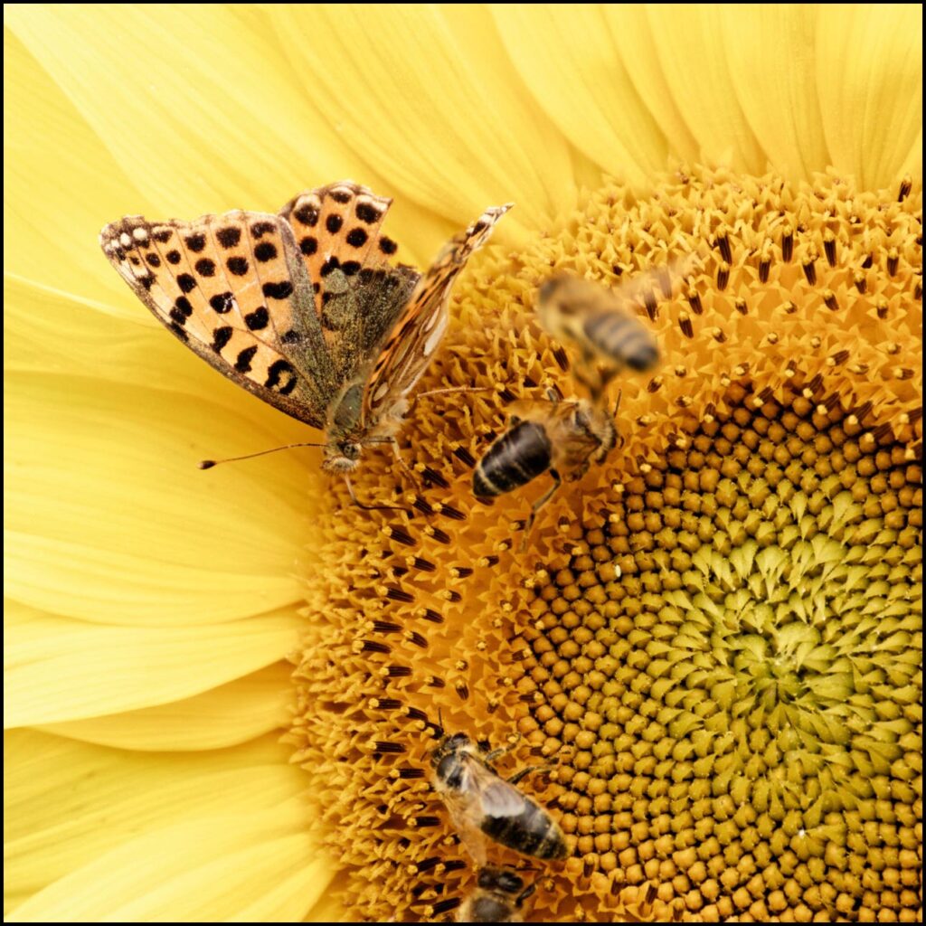 Coworkers - w polu słoneczników