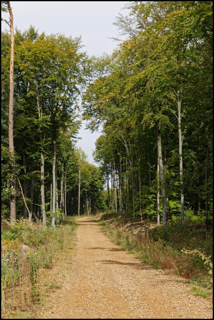 żółty szlak do rabsztyna