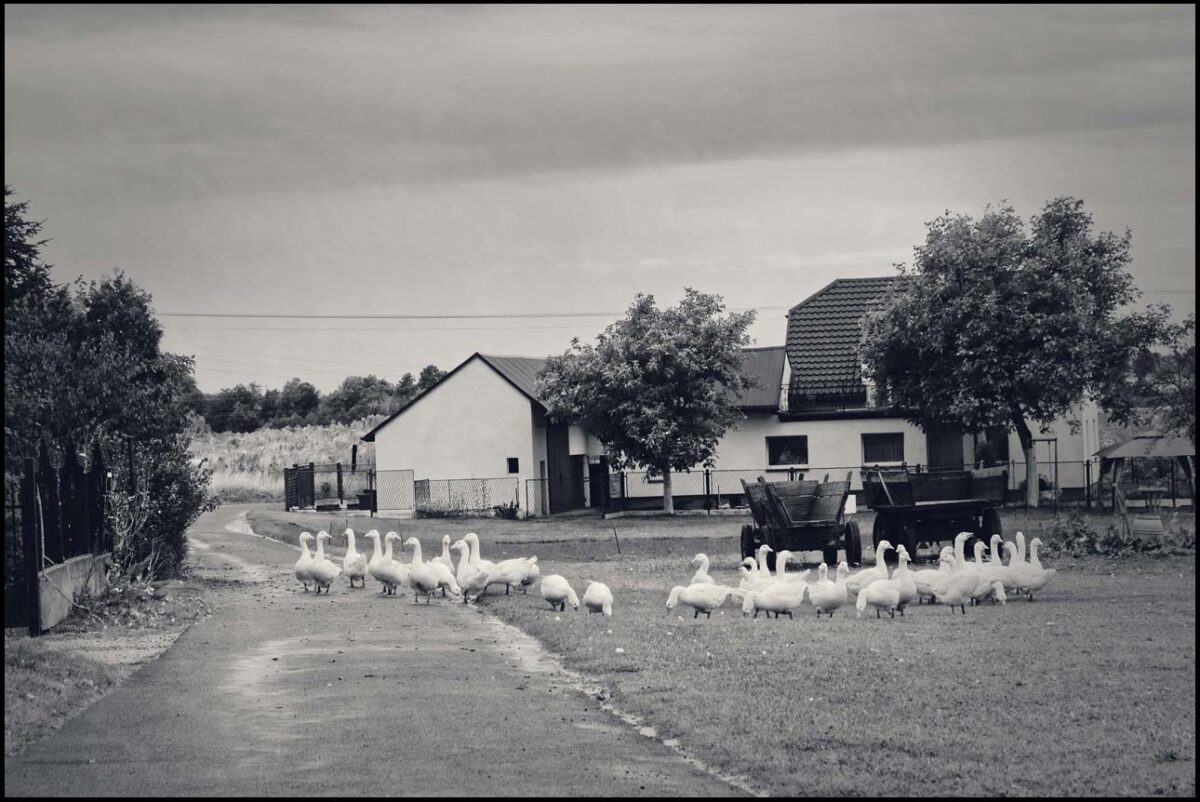 Wiejski widok